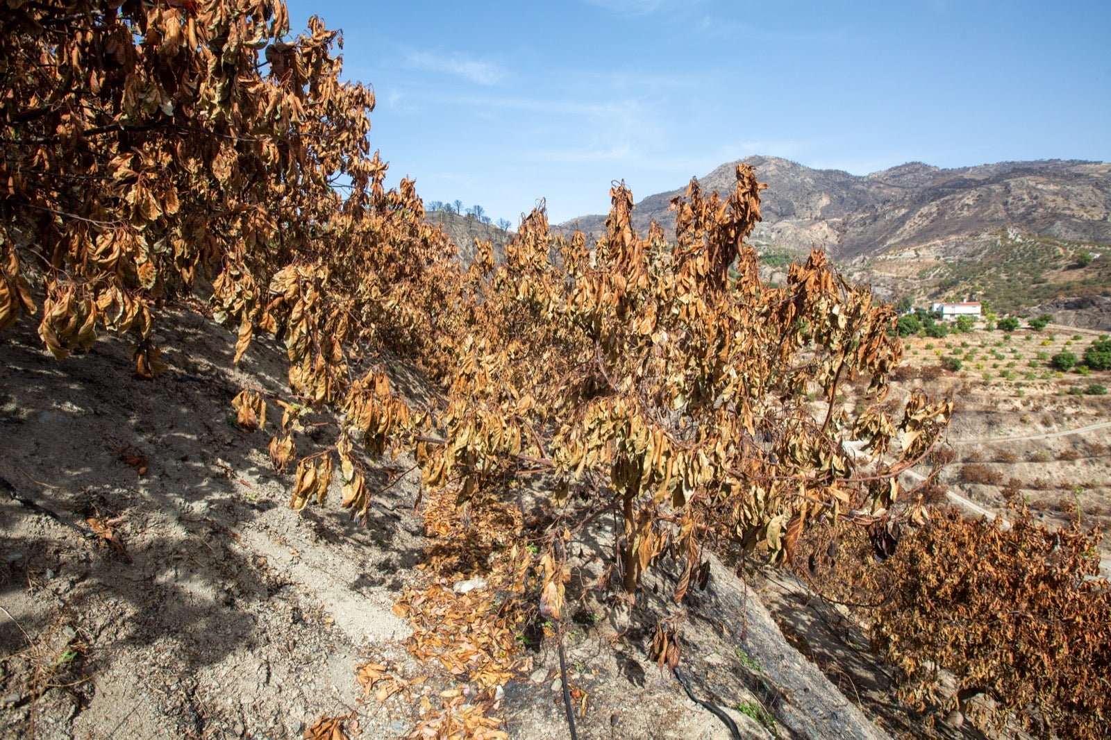 Así ha quedado la zona de Los Guájares tras el gran incendio
