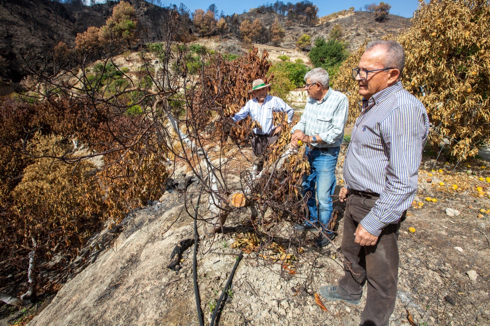 Así ha quedado la zona de Los Guájares tras el gran incendio