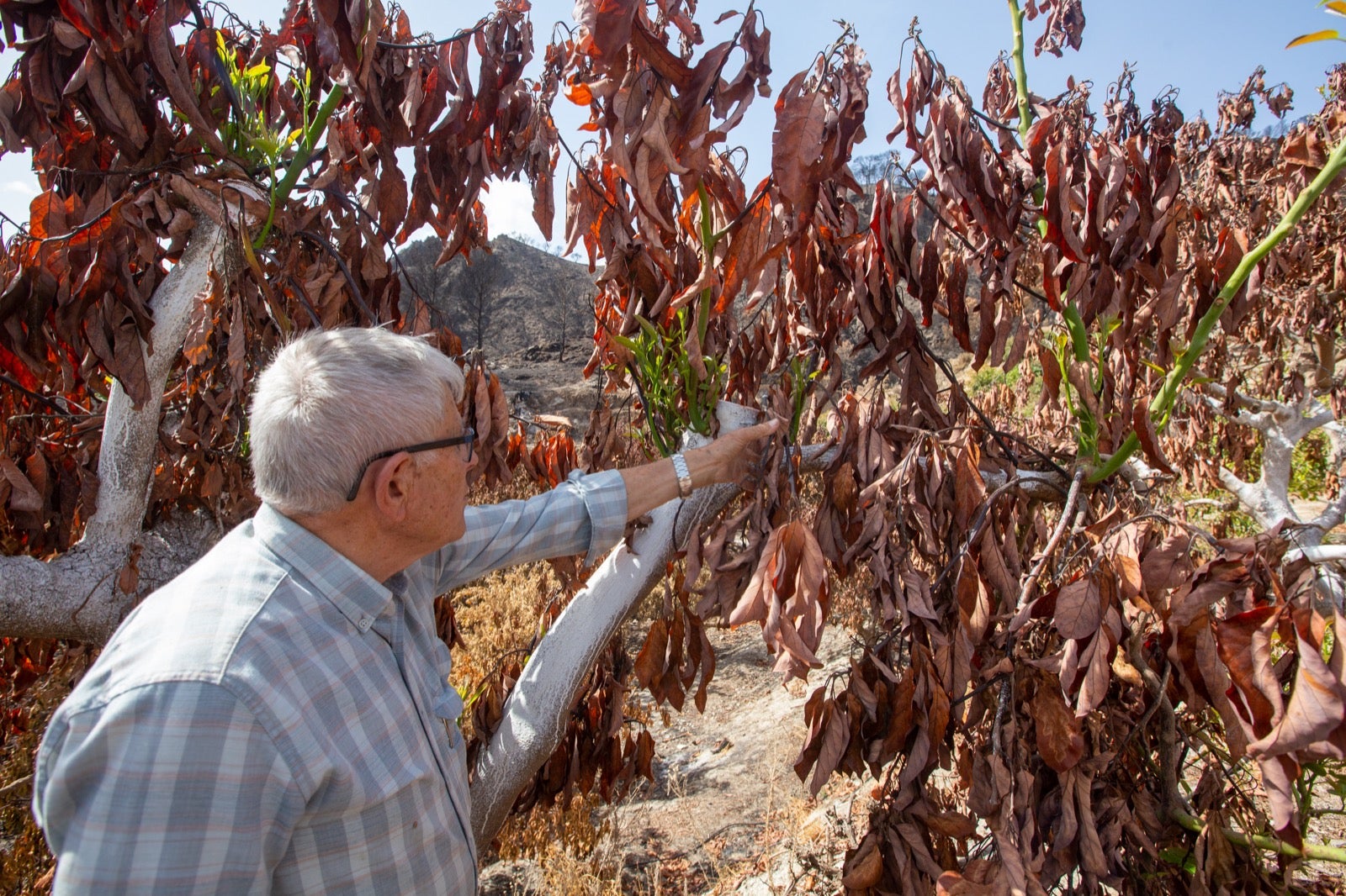 Así ha quedado la zona de Los Guájares tras el gran incendio