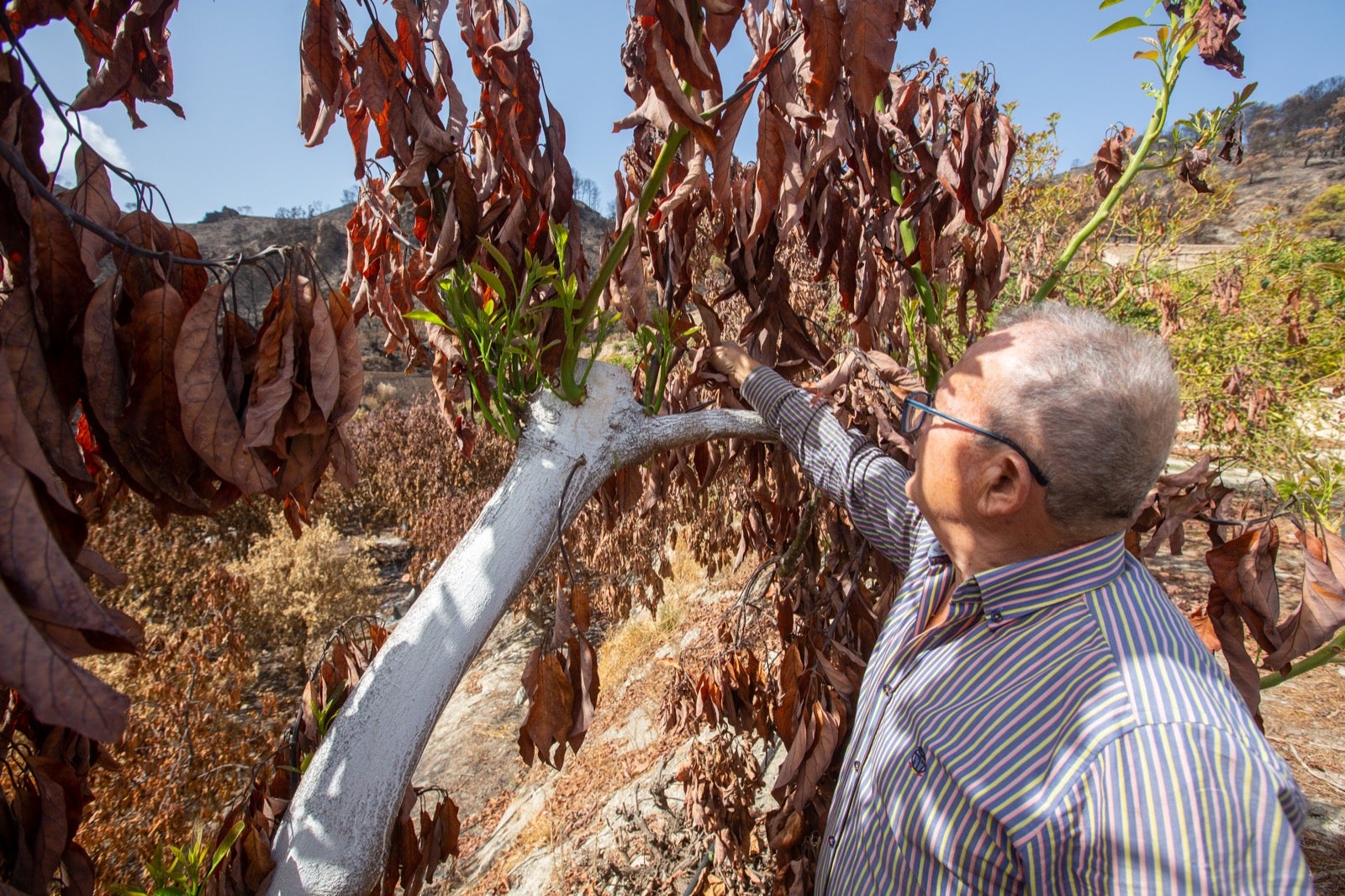 Así ha quedado la zona de Los Guájares tras el gran incendio
