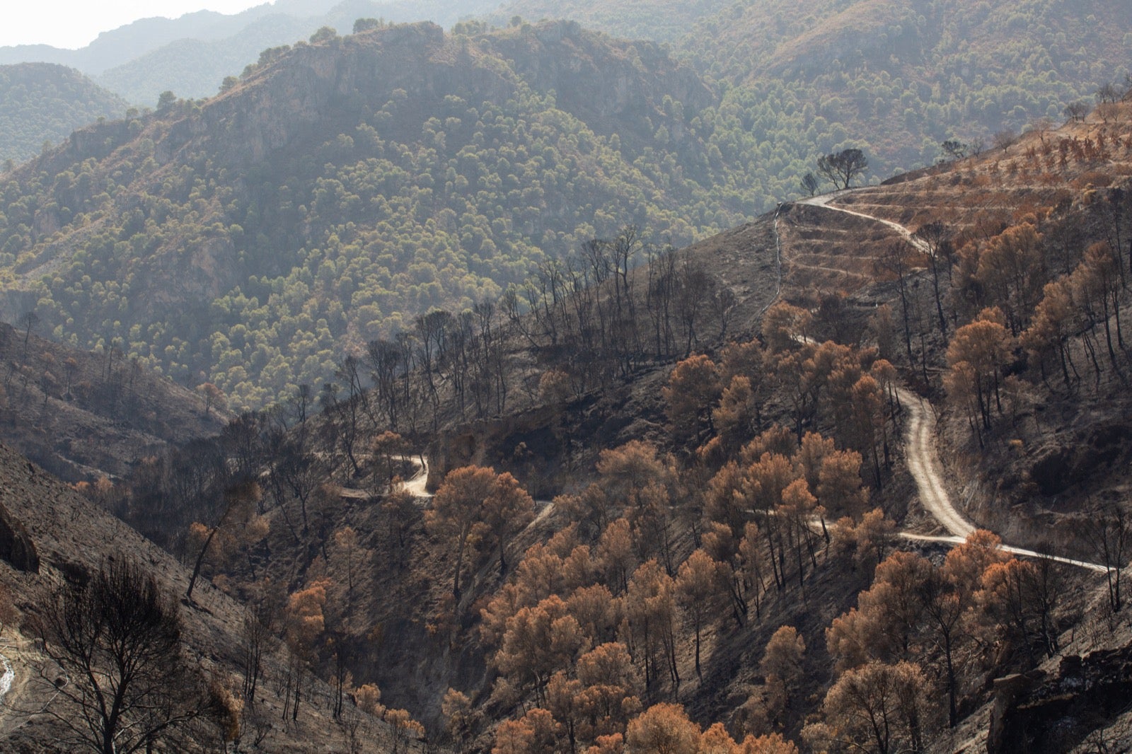 Así ha quedado la zona de Los Guájares tras el gran incendio