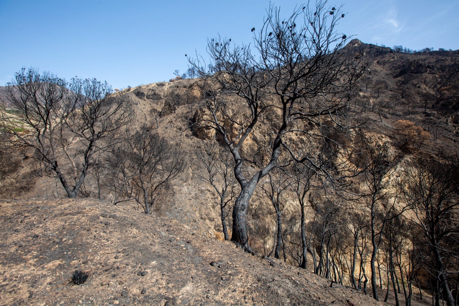 Así ha quedado la zona de Los Guájares tras el gran incendio