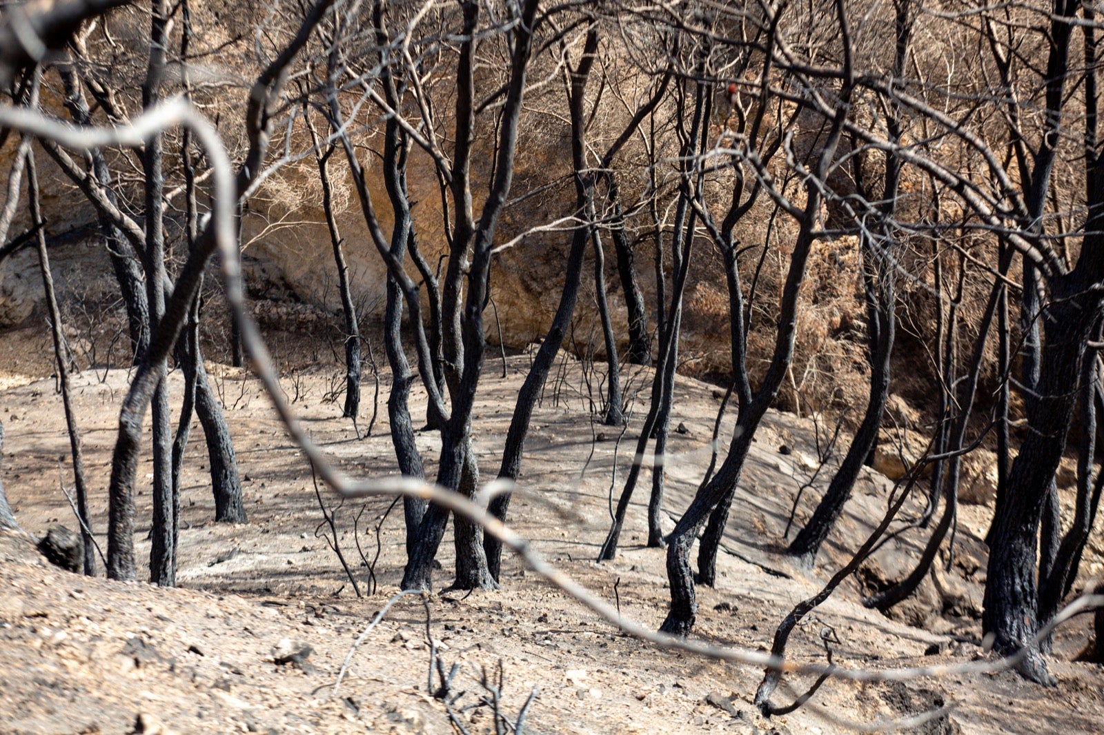 Así ha quedado la zona de Los Guájares tras el gran incendio