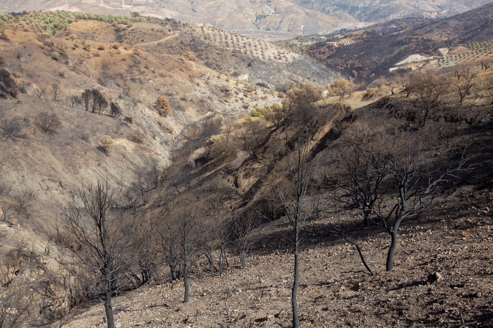 Así ha quedado la zona de Los Guájares tras el gran incendio