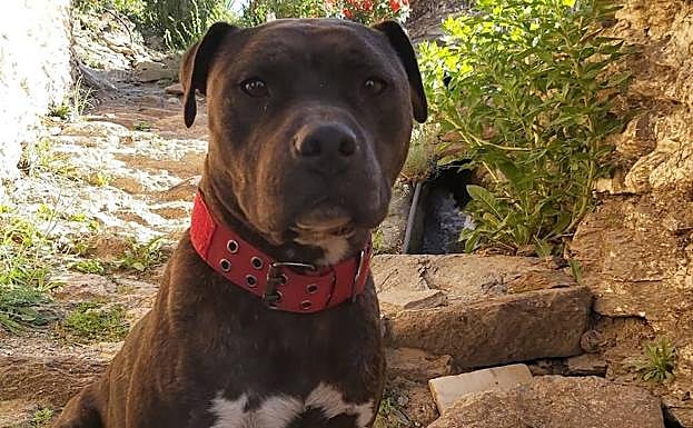 Imagen principal - La familia pide ayuda para recuperar a Shelby.