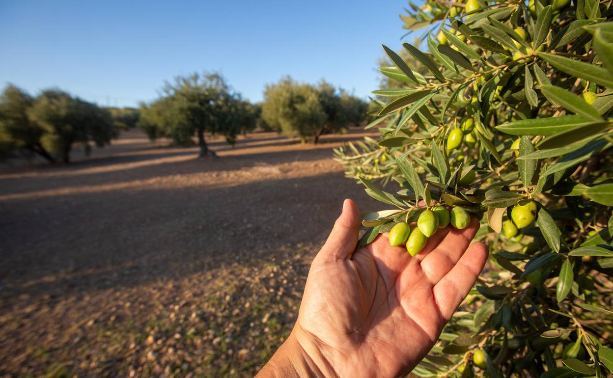 Imagen de olivares en Montefrío, antes del inicio de la cosecha.