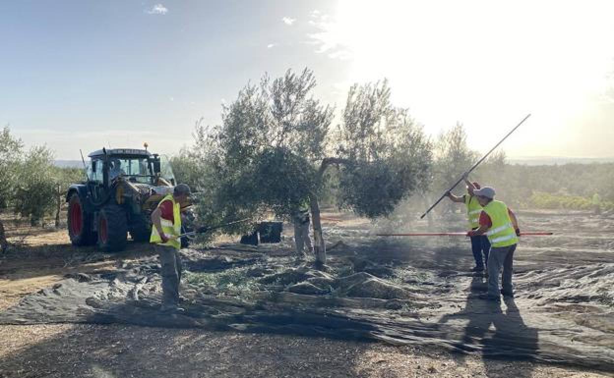 Recogida del fruto en fincas de Picualia para la elaboración del aceite premium. 