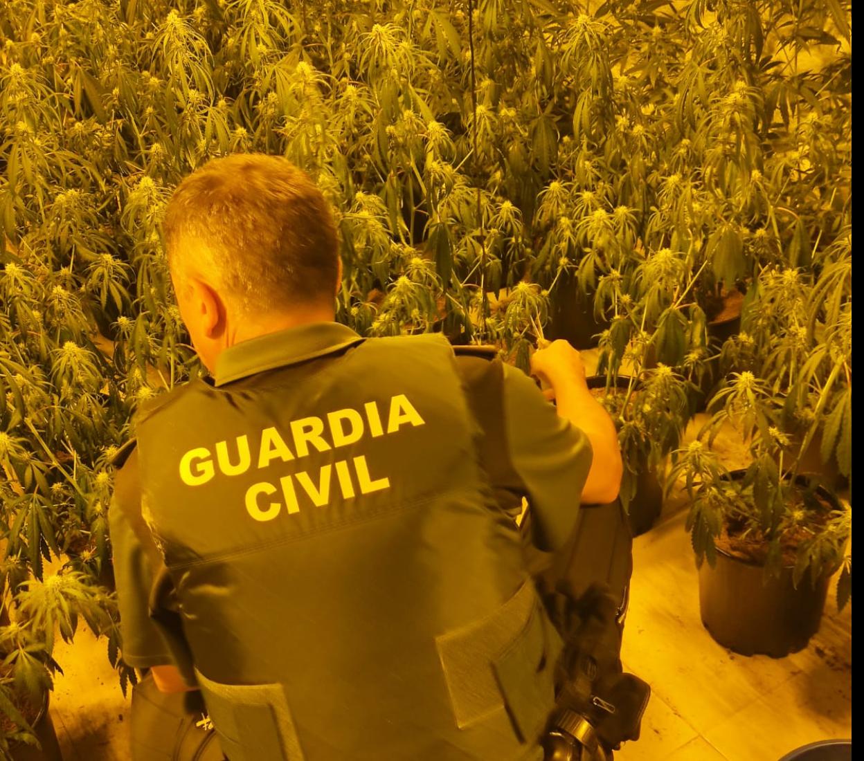 La Guardia Civil descubre un invernadero maría al ir a alimentar a los caballos de un detenido por el homicidio de Salar. 