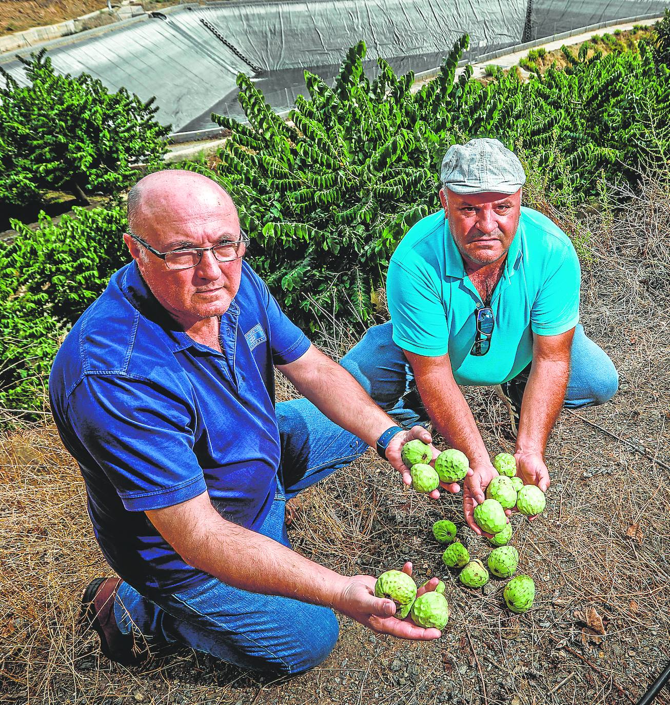 Juan Camacho y Joaquín Montes sostienen los frutos caídos por la sequía.