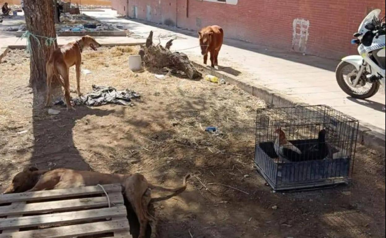 Animales en malas condiciones que fueron rescatados por la Policía. 
