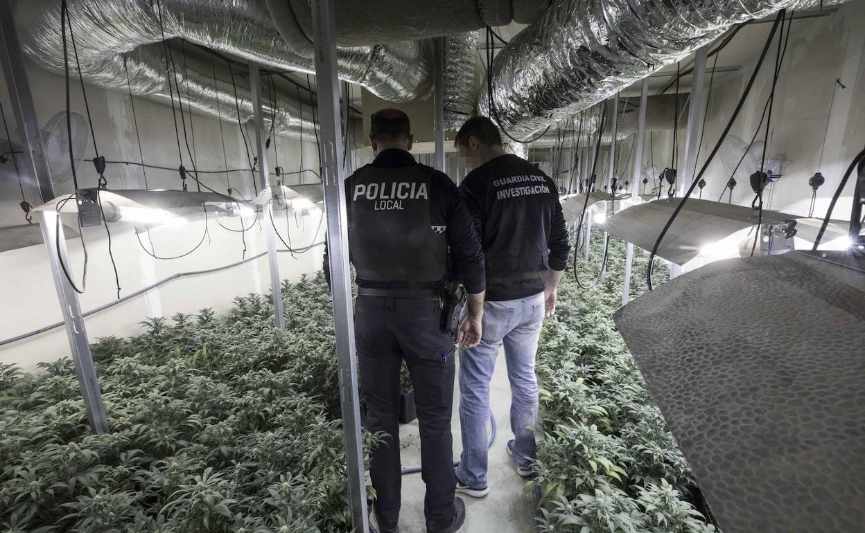 Incautación de una plantación de marihuana en Chauchina.