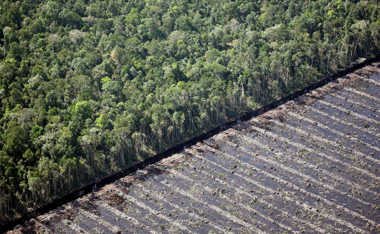 Bosque natural de «peatland» (depósitos donde yace la turba), en Pekanbaru (Indonesia).