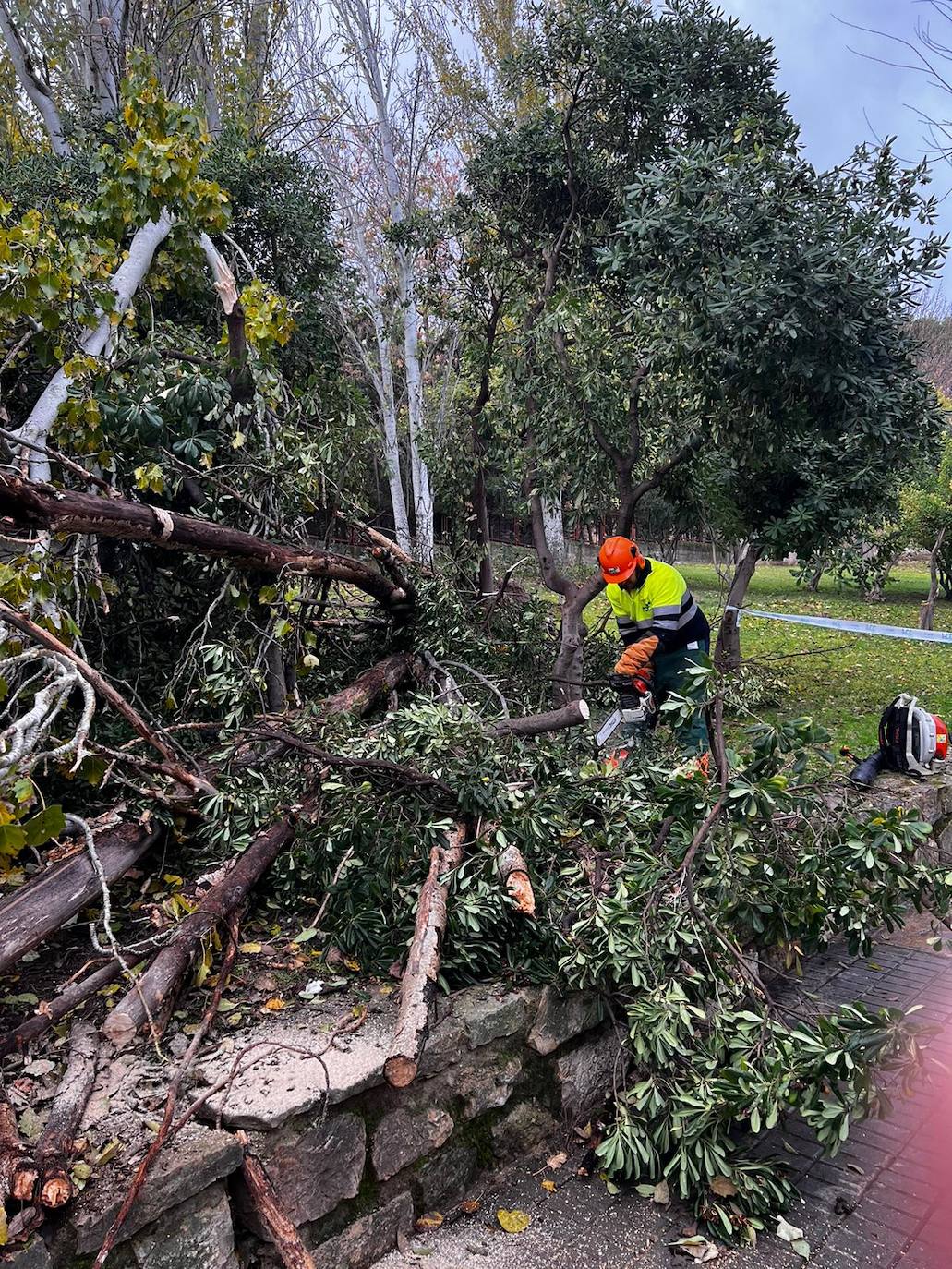 Árbol caído en el Sagrado Corazón. 