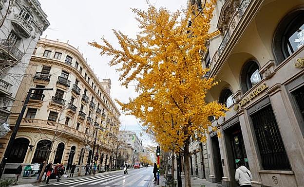Un 'ginkgo biloba', en el Centro de Granada.