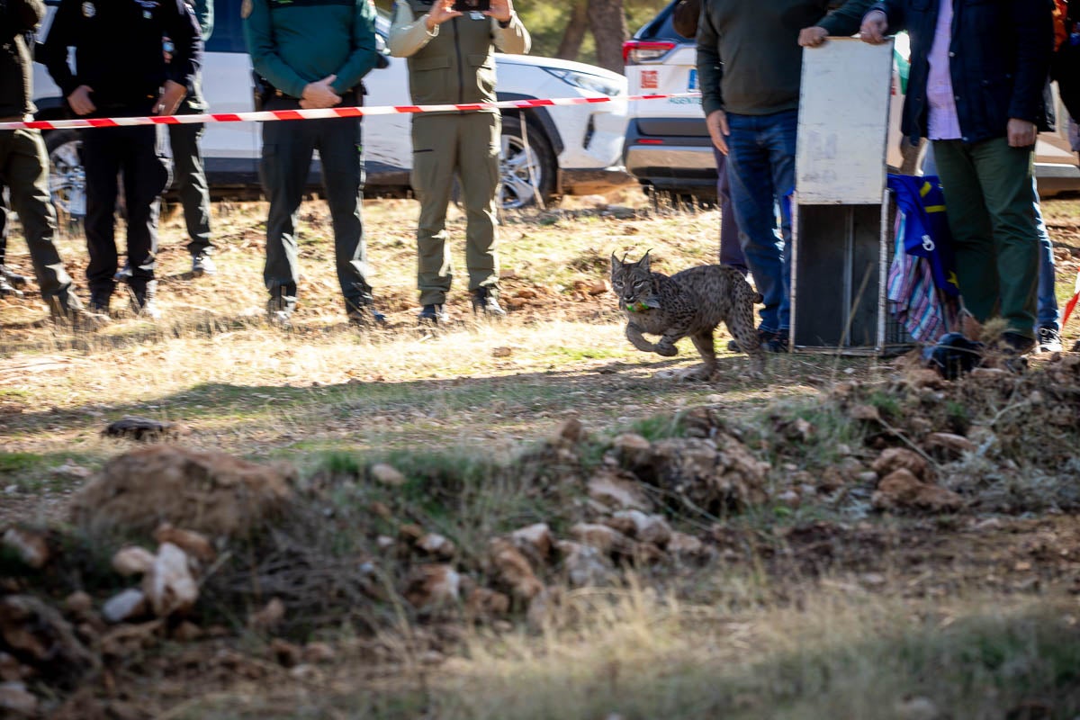 La Junta pone en libertad a dos machos y tres hembras para repoblar la Sierra de Arana
