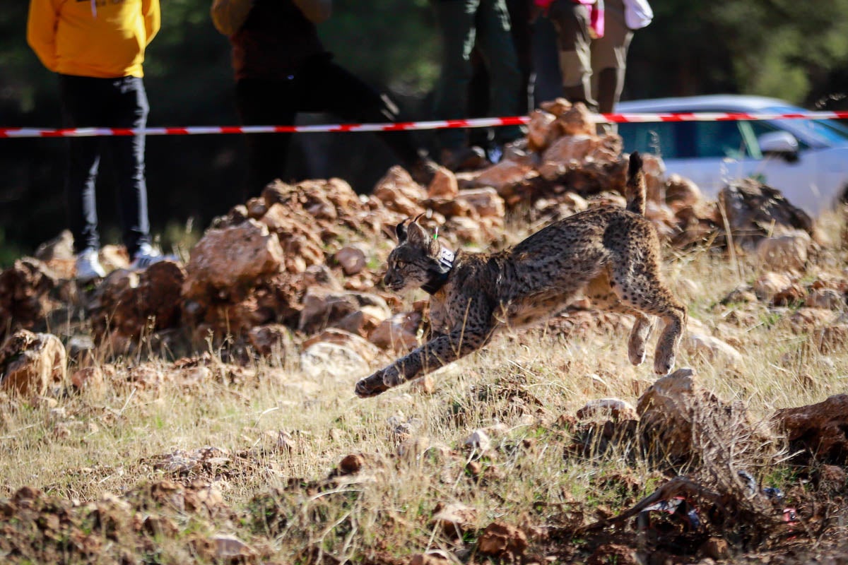 La Junta pone en libertad a dos machos y tres hembras para repoblar la Sierra de Arana