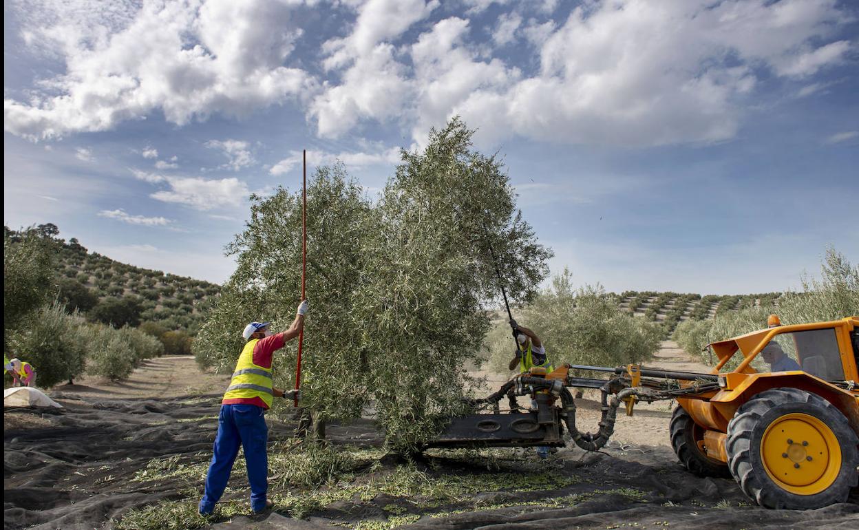 Los olivareros son la mayoría de los perceptores de la PAC en Jaén. 