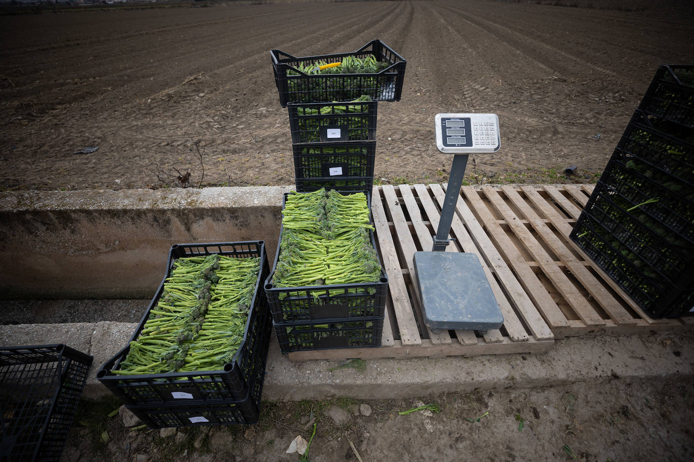 Imagen secundaria 2 - La empresa granadina que triunfa en Reino Unido con los bimis de la vega