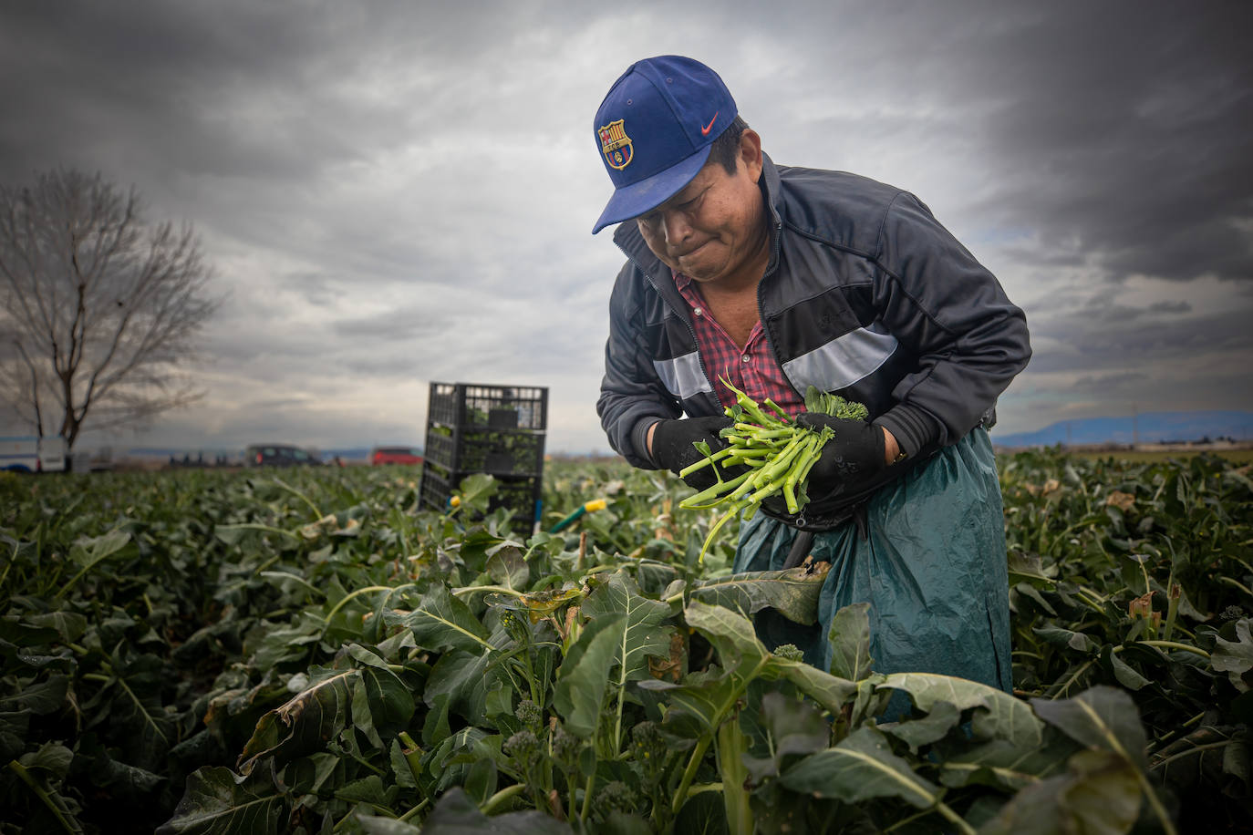 Un trabajador recoge los bimis para Frutas Alhambra en una finca de Vegas del Genil.