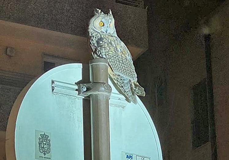 El búho de la Acera del Darro.