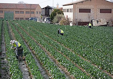 Imagen secundaria 1 - Vista general de la vega de Granada y de fincas en producción.