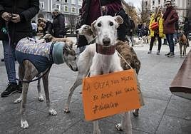 La ley de bienestar animal prohíbe varios tipos de collares para perros.