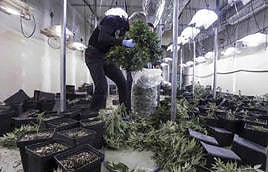 Otra operación contra la marihuana.