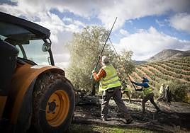 Trabajadores durante la recolección de la aceituna en una imagen de archivo.