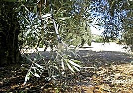 Riego en un olivar en una imagen de archivo.