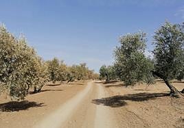 Aspecto de un olivar de secano y uno de regadío al inicio de la actual campaña.