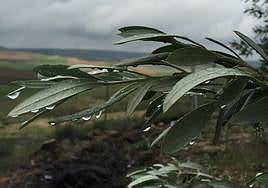 Rama de olivo con lluvia.