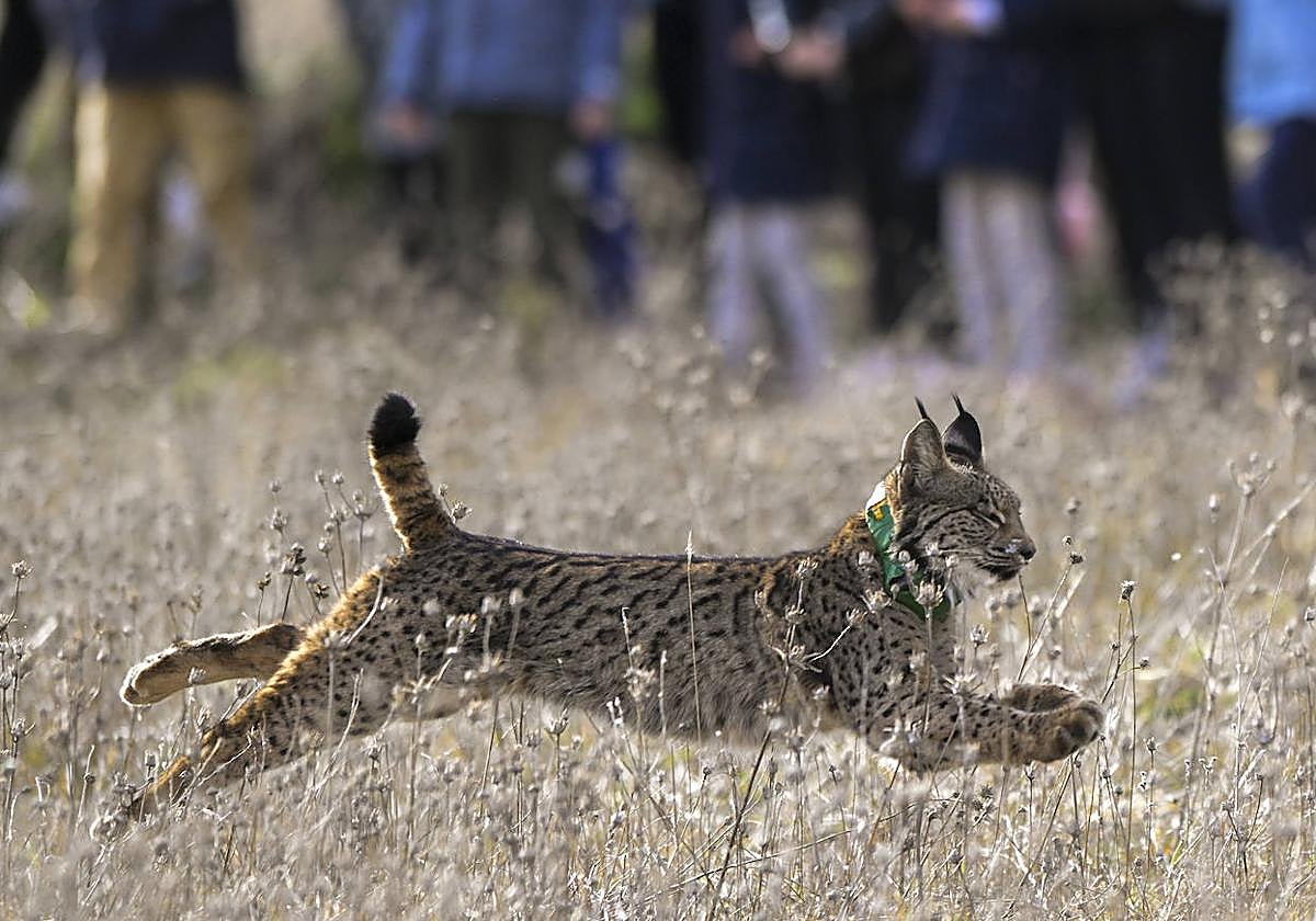 Suelta de lince reciente en una imagen de archivo.