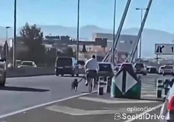 Pasea a su perro en bicicleta varios kilómetros por la circunvalación de Granada