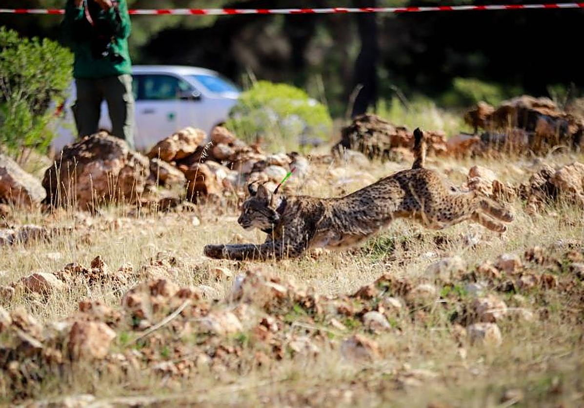 Una suelta de linces en Sierra Arana.