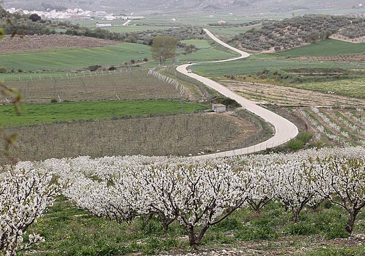 Imagen principal - El paraíso andaluz de los almendros y cerezos en flor