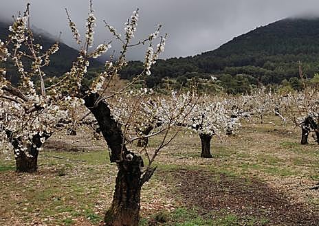 Imagen secundaria 1 - El paraíso andaluz de los almendros y cerezos en flor