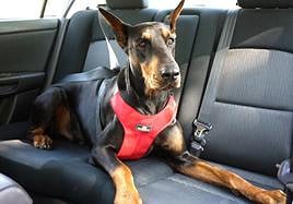 Cómo evitar una multa de 500 euros transportando correctamente al perro en el coche.