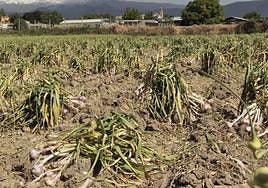 Plantación de ajos en en una imagen de archivo.