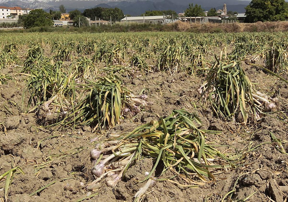 Plantación de ajos en en una imagen de archivo.
