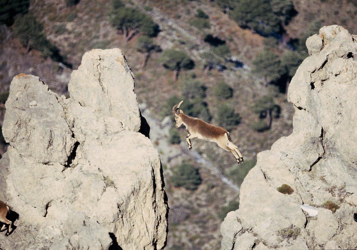 Imagen de una cabra característica de la Sierra cedida por el investigador Manuel Villar.