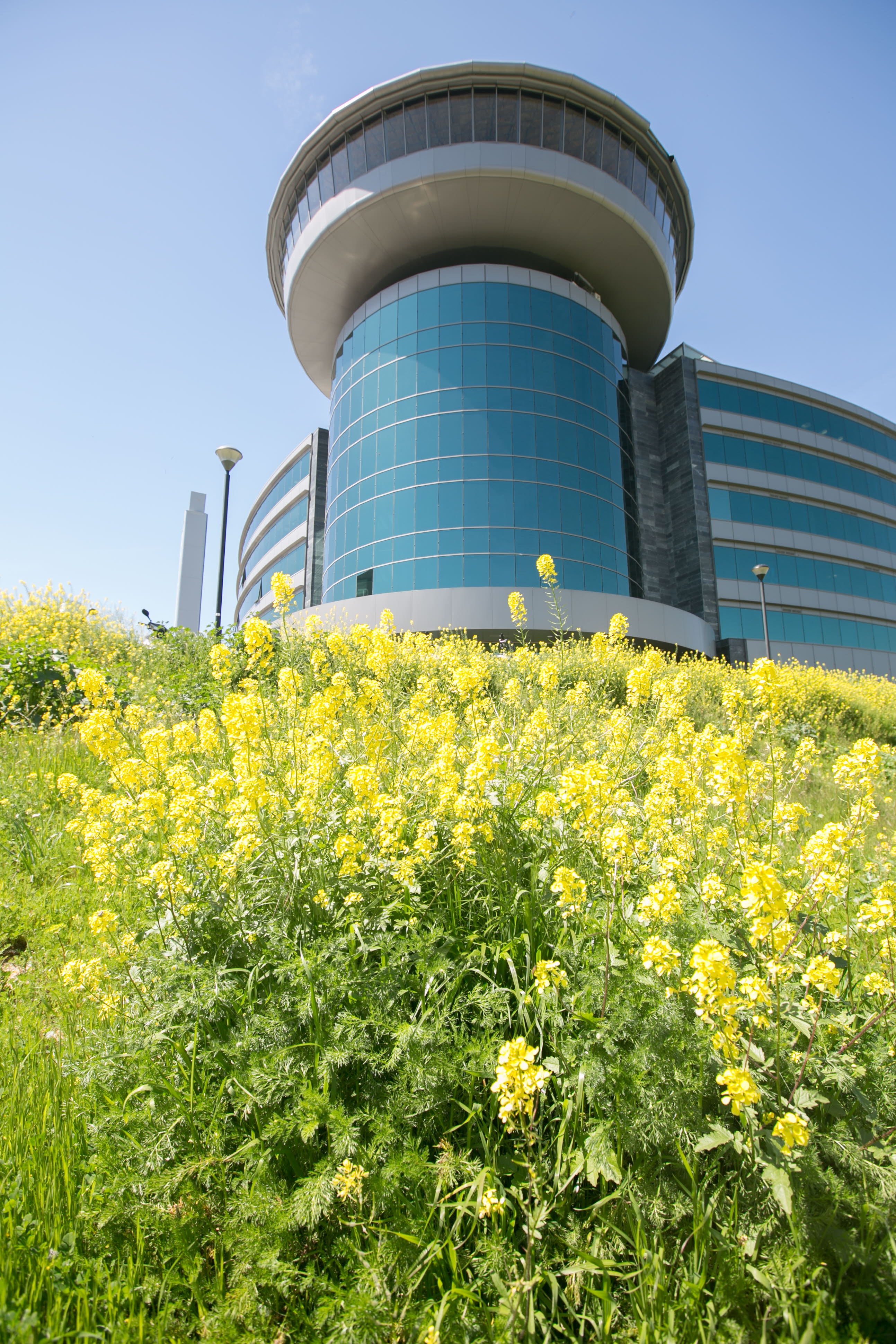 Imagen secundaria 2 - Granada se vuelve amarilla en primavera.