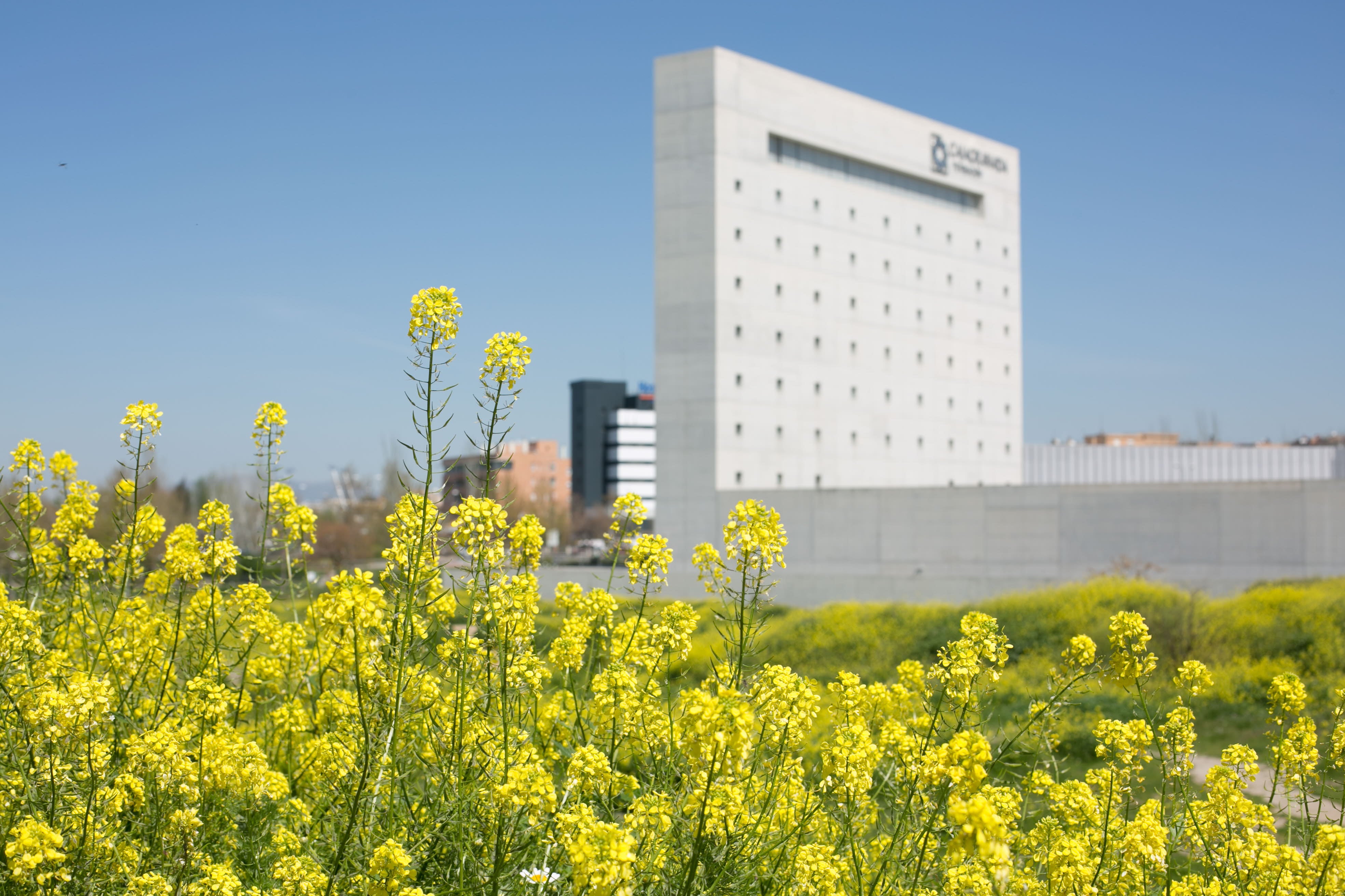 Jaramagos delante del Museo CajaGranada.