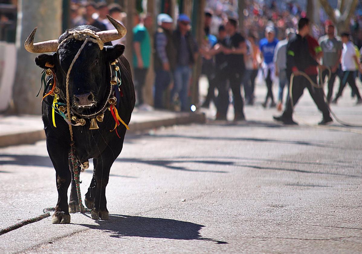 Uno de los 'toros ensogaos' en los festejos de 2022 en Beas de Segura.