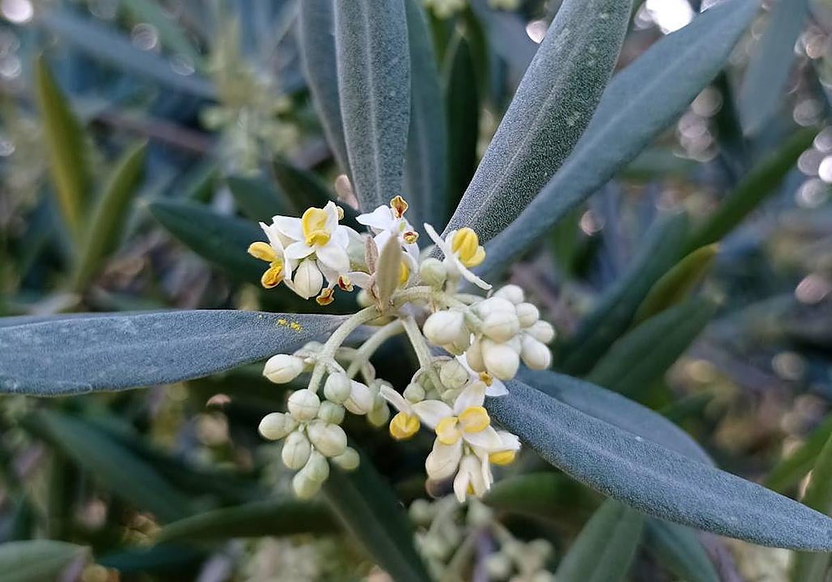 Flor del olivo, en plena floración esta misma semana.
