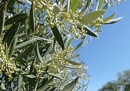 Ramas de olivo esta semana en un olivar cercano a Jabalquinto.