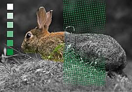 La verdad sobre el llamado 'conejo híbrido' que arrasa los campos en España