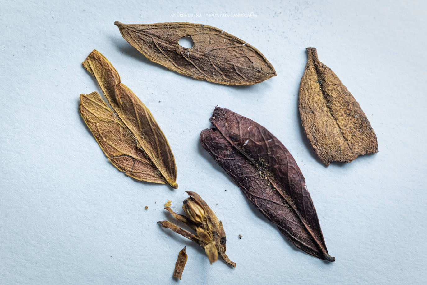 Imagen principal - Restos vegetales hallados en los Baños. 