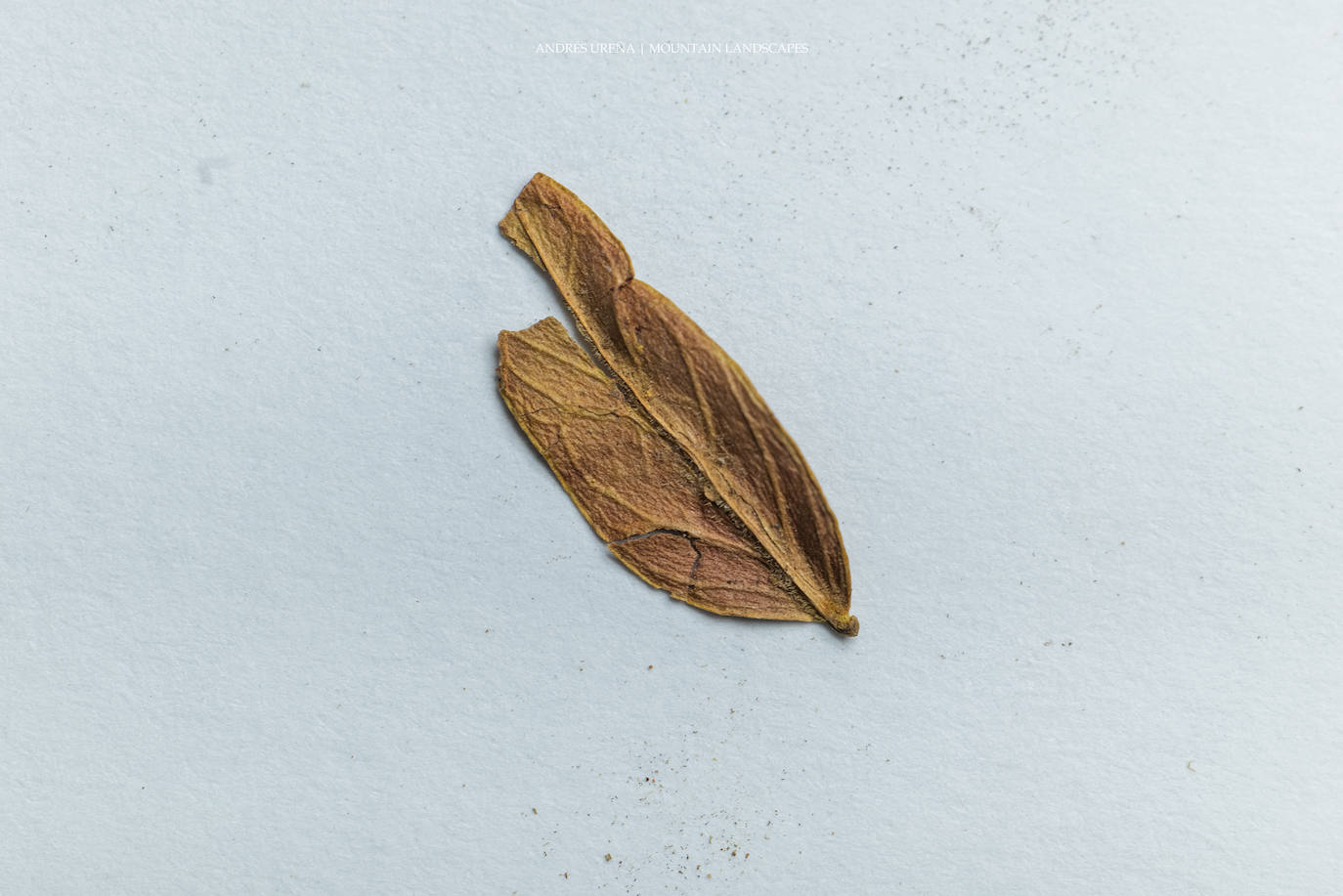 Imagen secundaria 2 - Restos vegetales hallados en los Baños. 