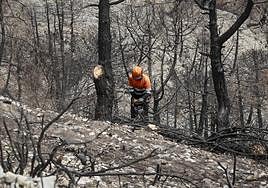 Un operario quita los árboles dañados en el monte de Los Guájares.