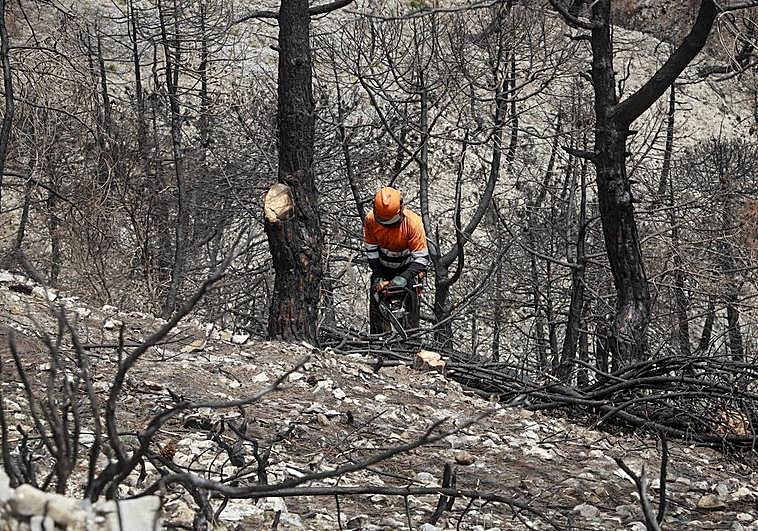 Un operario quita los árboles dañados en el monte de Los Guájares.